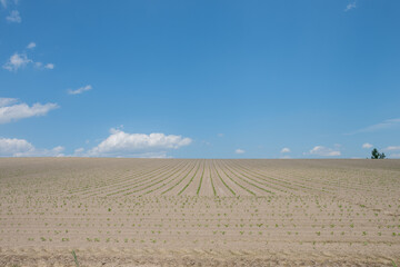 野菜の苗が植えられた春の畑
