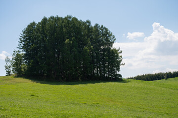 新緑のカラマツ林と青空　美瑛町
