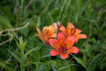 オレンジ色のユリの花　エゾスカシユリ
