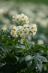 満開のジャガイモの花