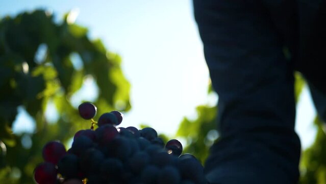 Vendanges raisin