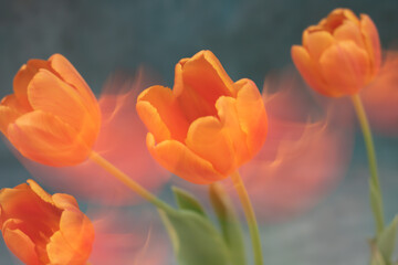 Orange Tulips with intentional Movement/Blur for an Abstract look. 