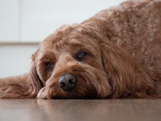 Cockapoo with head down on the the kitchen floor