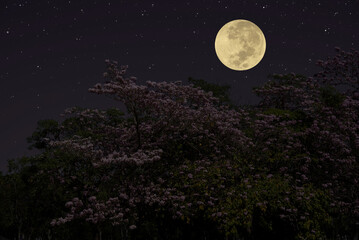 Full moon on the sky with flowers tree branch at night.