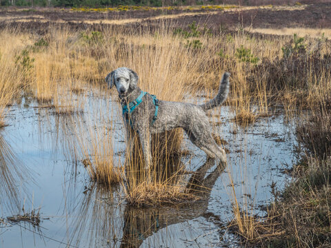 Silver poodle exploring pool on Chobham common