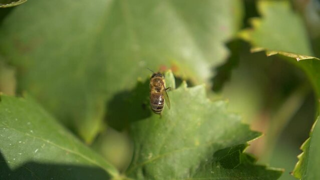 Abeille se pose