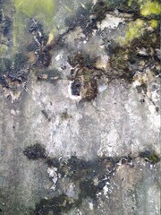 moss covered rocks