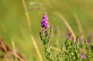 Purple loosestrife in bloom closeup view with green blurred plants on background