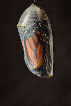 Monarch Butterfly ready to emerge from chrysalis