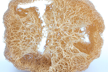 Macro of a loofah sponge isolated on white background. Profile closeup cream loofah used when taking a bath or washing dishes. - obrazy, fototapety, plakaty