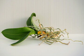 Old orchid with roots for transplantation. 