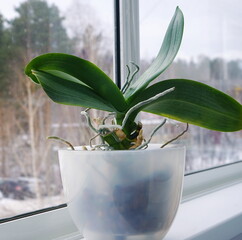Young orchid on the windowsill. Home phalaenopsis closeup.