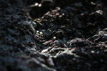 flowers in the rocks