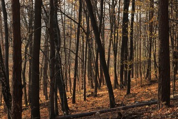 Jesienny las