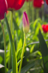 Purple tulip bud in garden. Lovely flower background. Flower growth concept. Springtime in Ukraine. Bloomig concept. Groght tulip flowers. Spring nature. Blossom concept. Tulip flowerbed.