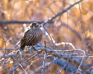 Red-winged Blackbird, female, at Kensington, Michigan, Spring