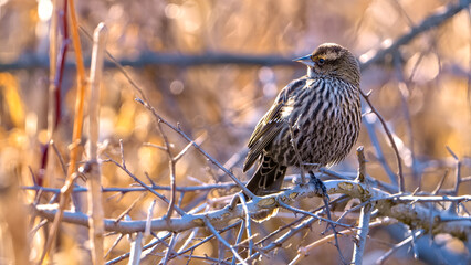 Red-winged Blackbird, female, at Kensington, Michigan, Spring