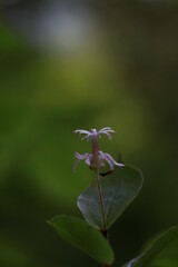 wild flowers