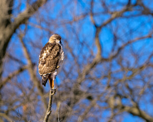 Red-tailed Hawk perched at Kensington Metro Park, Michigan