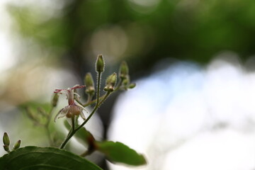 wild flowers