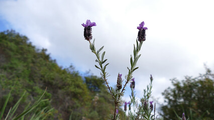 Lavanda selvatica
