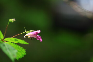 wild flowers