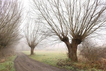 Wierzby we mgle © Ireneusz