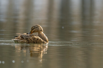 ente, bird, wasser, natur, see, stockente, tier, wild lebende tiere, teich