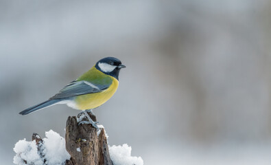 bird, natur, wild lebende tiere, tier, kohlmeise, ast, 