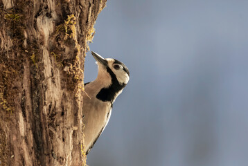 bird, specht, natur, wild lebende tiere, tier, baum, wild, schnabel, ast