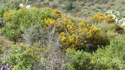 Ginestra selvatica © Steve Fossiant