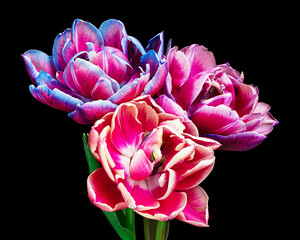 Beautiful multicolor blooming tulips with stem and leaves isolated on black background. Elegant bouquet. Close-up shot.
