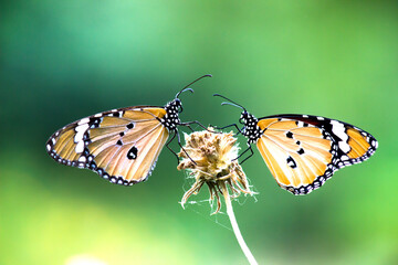 Plain Tiger Danaus chrysippus butterfly drinking nectar the flower plants in natures green background