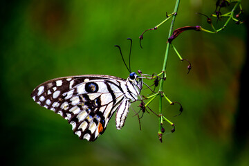 Lemon butterfly, lime swallowtail and chequered swallowtail Butterfly resting on the flower plants