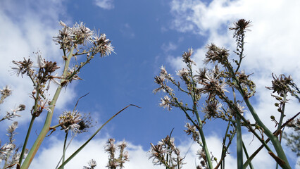 Fiore selvatico