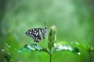 Lemon butterfly, lime swallowtail and chequered swallowtail Butterfly resting on the flower plants