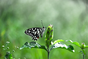 Lemon butterfly, lime swallowtail and chequered swallowtail Butterfly resting on the flower plants