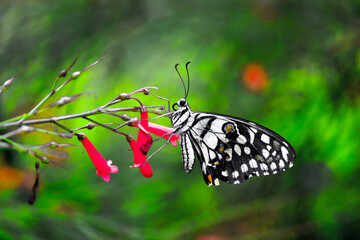 Lemon butterfly, lime swallowtail and chequered swallowtail Butterfly resting on the flower plants