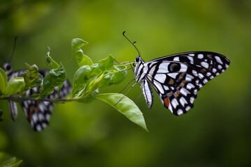 Obraz premium Lemon butterfly, lime swallowtail and chequered swallowtail Butterfly resting on the flower plants