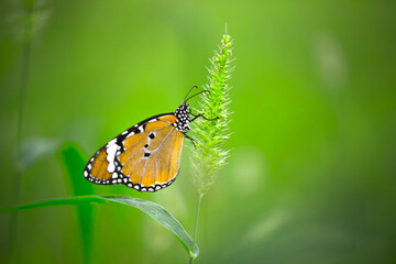 Plain Tiger Danaus chrysippus butterfly drinking nectar the flower plants in natures green background
