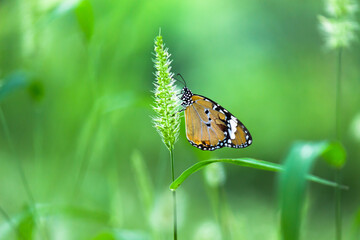 Plain Tiger Danaus chrysippus butterfly drinking nectar the flower plants in natures green background