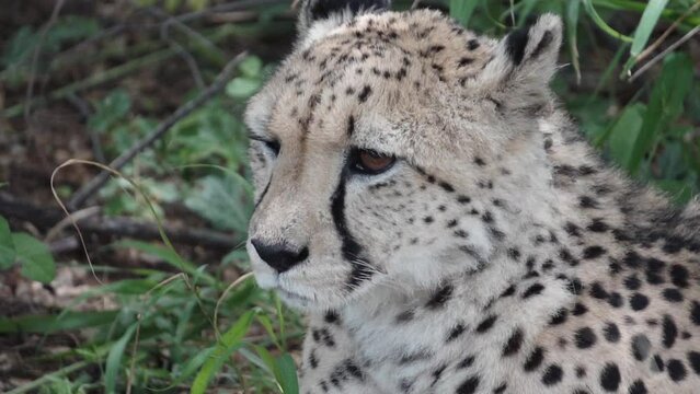 portrait of a Guepard