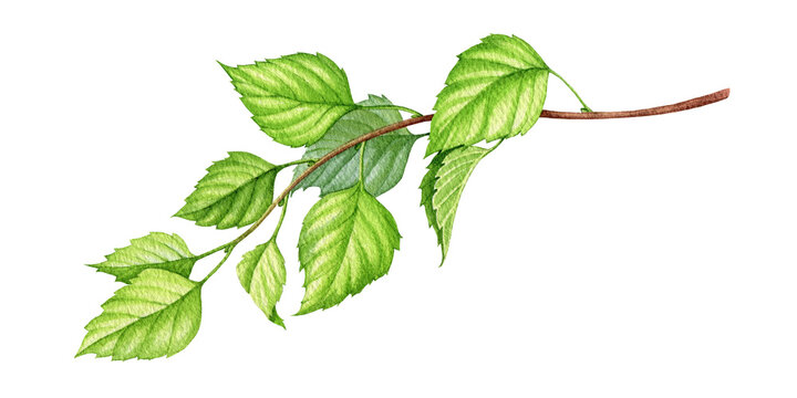 Birch branch with green leaves watercolor illustration. Spring lush realistic birch branch. Forest and park tree element. New fresh leaves on a tree shoot. White background.