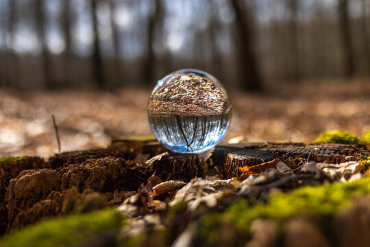 Blick durch eine Glaskugel im Wald