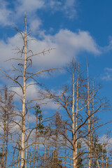 Dry large trees infested with pests. In the background is a blue sunny sky.