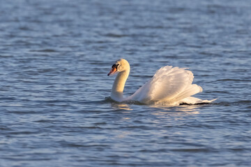Dominant Mute Swans swimming on the lake Balaton in Hungary