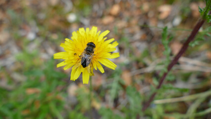 Fiore selvatico