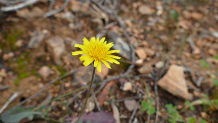 Fiore selvatico