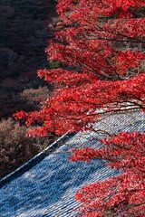 紅葉　善峯寺