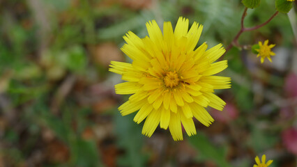 Fiore selvatico